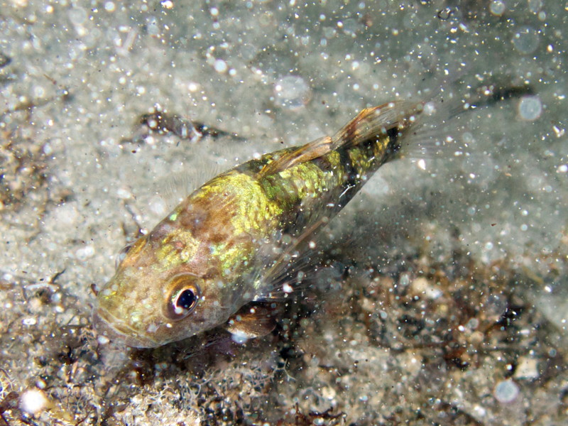 Lessepsian migrants into the Mediterranean Sea from Cyprus